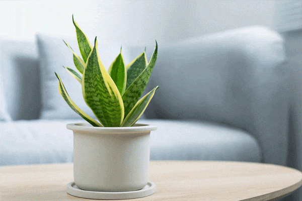 چه کودی برای تقویت سانسوریا مناسب است